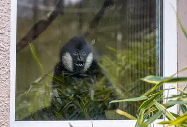 Zoo Ústí nad Labem - Nevinné oběti